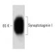Synaptotagmin I Antibody (41) - Western Blotting - Image 60460