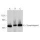 western blotting image from recommended Synaptotagmin I (15) monoclonal antibody replacement. Image 374657