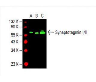Synaptotagmin I/II Antibody (H-9) - Western Blotting - Image 394003 