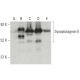 Synaptotagmin II Antibody (26) - Western Blotting - Image 396376