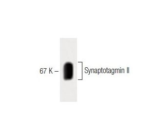 western blotting image from recommended Synaptotagmin II (26) monoclonal antibody replacement. Image 60461