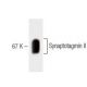 western blotting image from recommended Synaptotagmin II (26) monoclonal antibody replacement. Image 60461