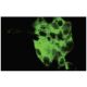 Synaptotagmin IV Antibody (28-N) - Immunofluorescence - Image 35885 