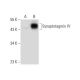 Synaptotagmin IV Antibody (H-4) - Western Blotting - Image 134786 