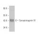 Synaptotagmin IV Antibody (H-4) - Western Blotting - Image 364354