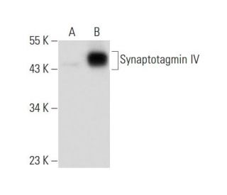 Synaptotagmin IV Antibody (H-4) - Western Blotting - Image 134786