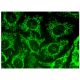 Synaptotagmin IX Antibody (E-11) - Immunofluorescence - Image 323490 