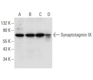Synaptotagmin IX Antibody (E-11) - Western Blotting - Image 305856 