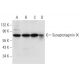 Synaptotagmin IX Antibody (E-11) - Western Blotting - Image 305856 
