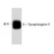 Synaptotagmin V Antibody (46) - Western Blotting - Image 60462
