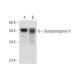 Synaptotagmin V Antibody (F-7) - Western Blotting - Image 309622 