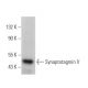 Synaptotagmin V Antibody (F-7) - Western Blotting - Image 367158