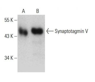 Synaptotagmin V Antibody (F-7) - Western Blotting - Image 387380 