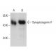 Synaptotagmin V Antibody (F-7) - Western Blotting - Image 387380 