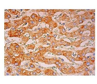 Synaptotagmin VI Antibody (A-12) - Immunohistochemistry - Image 302239 