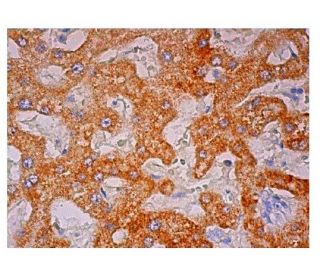 Synaptotagmin VI Antibody (A-5) - Immunohistochemistry - Image 301842 