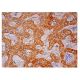 Synaptotagmin VI Antibody (A-5) - Immunohistochemistry - Image 301842 