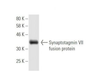 western blotting image from recommended Synaptotagmin VII (4H4) monoclonal antibody replacement. Image 348985