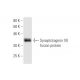 western blotting image from recommended Synaptotagmin VII (4H4) monoclonal antibody replacement. Image 348985