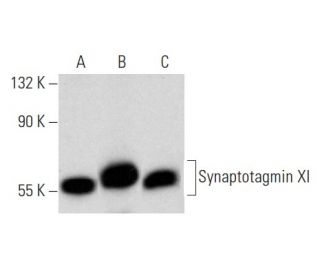 Synaptotagmin XI Antibody (D-5) - Western Blotting - Image 354257 