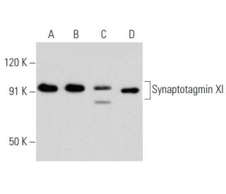 Synaptotagmin XI Antibody (H-7) - Western Blotting - Image 354250 