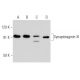 Synaptotagmin XI Antibody (H-7) - Western Blotting - Image 354250 