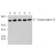 Synaptotagmin XI Antibody (H-7) - Western Blotting - Image 370038 