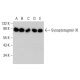 Synaptotagmin XI Antibody (H-7) - Western Blotting - Image 386889