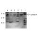 Syncoilin Antibody (C-3) - Western Blotting - Image 348617