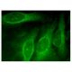 syncollin Antibody (A-7) - Immunofluorescence - Image 160308