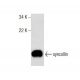 syncollin Antibody (A-7) - Western Blotting - Image 159501 