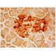 syncollin Antibody (H-6) - Immunohistochemistry - Image 302550