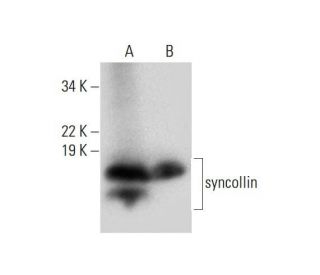 syncollin Antibody (H-6) - Western Blotting - Image 290026 