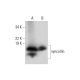syncollin Antibody (H-6) - Western Blotting - Image 290026 