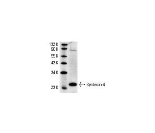 SYND4/SDC4/Syndecan-4 Antibody (5G9) - Western Blotting - Image 3457