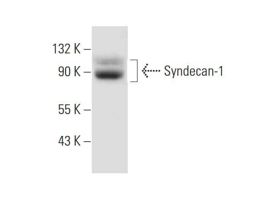 syndecan-1-antibody-a-6-