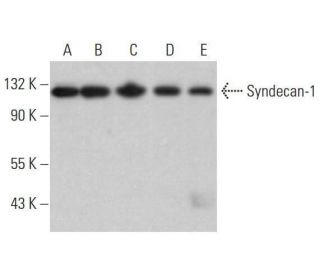 CD138/SDC1/Syndecan-1 Antibody (DL-101) - Western Blotting - Image 353244 