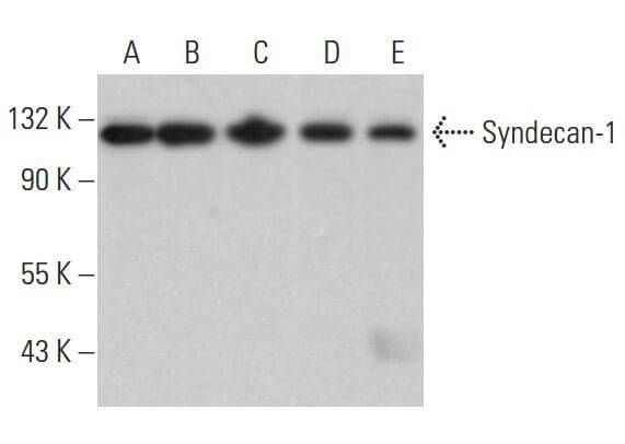 SIVA／CD13枚 CD138/SDC1/Syndecan-1 Antibody (DL-101) | SCBT - Santa Cruz