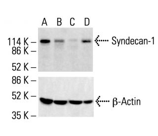 syndecan-1-antibody-dl-101-