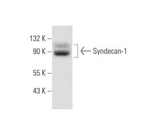 western blotting image from recommended CD138/SDC1/Syndecan-1 (A-6) monoclonal antibody replacement. Image 295808
