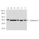 western blotting image from recommended SYND3/SDC3/Syndecan-3 (G-2) monoclonal antibody replacement. Image 356921