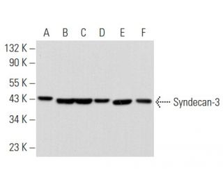 SYND3/SDC3/Syndecan-3 Antibody (G-2) - Western Blotting - Image 356921 