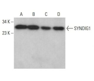 SYNDIG1 Antibody (C-1) - Western Blotting - Image 379045 