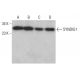 SYNDIG1 Antibody (C-1) - Western Blotting - Image 379045 