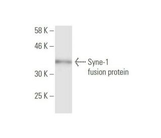 Syne-1 Antibody (3G2) - Western Blotting - Image 349539