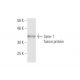 Syne-1 Antibody (3G2) - Western Blotting - Image 349539