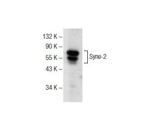 Syne-2 Antibody (D-1) - Western Blotting - Image 141305