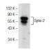 Syne-2 Antibody (D-1) - Western Blotting - Image 141305