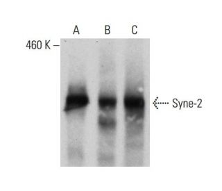 Syne-2 Antibody (F-11) - Western Blotting - Image 385146 