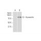 Synoviolin Antibody (4H4) - Western Blotting - Image 352220 